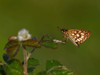 Beyaz Benekli Zpzp (Heteropterus morpheus)