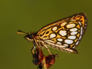 Beyaz Benekli Zpzp (Heteropterus morpheus)