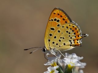 Kk Ate Gzeli (Lycaena thersamon)