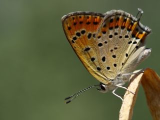 Kk Ate Gzeli (Lycaena thersamon)