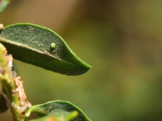 Kk Ate Gzeli (Lycaena thersamon)