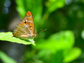 Kk Mor mparator (Apatura ilia)