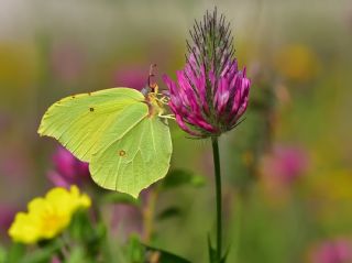 Orakkanat (Gonepteryx rhamni)