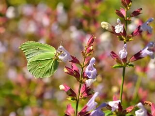 Orakkanat (Gonepteryx rhamni)