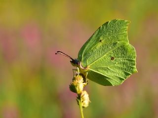 Orakkanat (Gonepteryx rhamni)