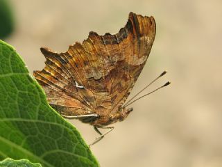 Anadolu Yrtkprt (Inachis egea)