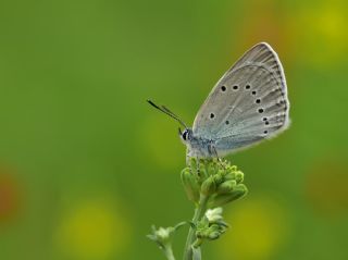 Anadolu Devmavisi (Glaucopsyche lessei)