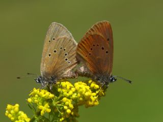 Esmer Korubeni (Phengaris nausithous)