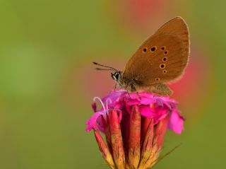 Esmer Korubeni (Phengaris nausithous)