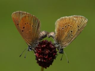 Esmer Korubeni (Phengaris nausithous)