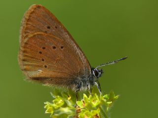 Esmer Korubeni (Phengaris nausithous)