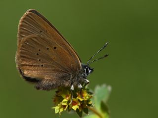 Esmer Korubeni (Phengaris nausithous)