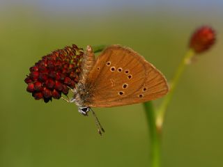 Esmer Korubeni (Phengaris nausithous)