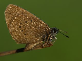 Esmer Korubeni (Phengaris nausithous)