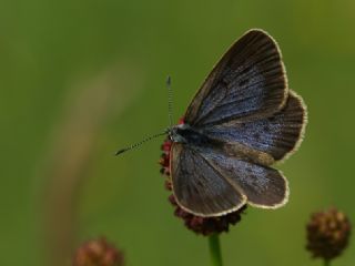 Esmer Korubeni (Phengaris nausithous)