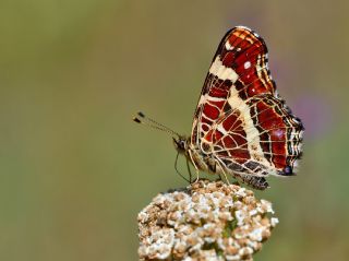 Isrgan Kelebei (Araschnia levana)