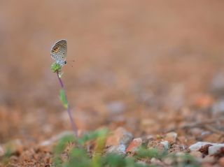 M�cevher Kelebe�i&nbsp;(Chilades&nbsp;trochylus)
