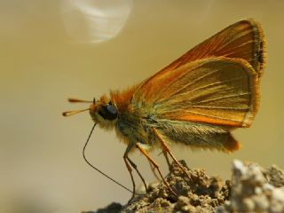Sar Antenli Zpzp (Thymelicus sylvestris)
