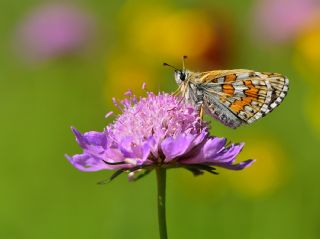 Sar Antenli Zpzp (Thymelicus sylvestris)