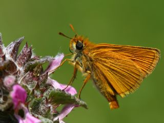 Sar Antenli Zpzp (Thymelicus sylvestris)