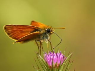 Sar Antenli Zpzp (Thymelicus sylvestris)