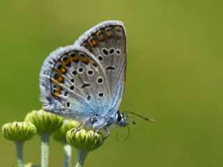 das Mavisi, Esmergz (Plebejus idas)