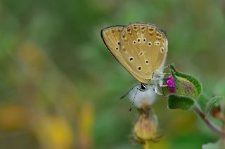 Anormal okgzl (Polyommatus admetus)