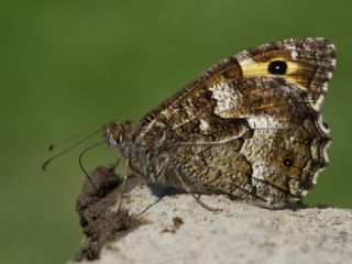 Anadolu Kzlmelei (Hipparchia pellucida)