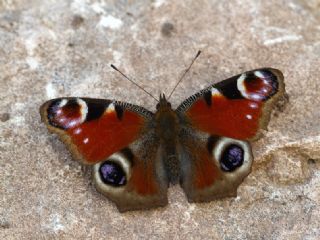 Tavus Kelebe�i&nbsp;(Inachis&nbsp;io)