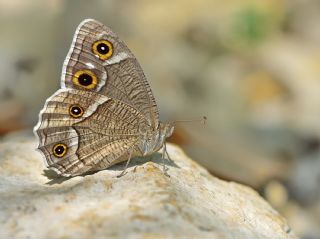 Beyaz Bandl Karamelek (Hipparchia parisatis)