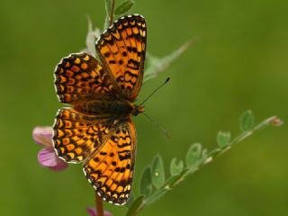 Benekli Byk parhan (Melitaea phoebe)