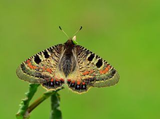 Yalanc Apollo (Archon apollinus)