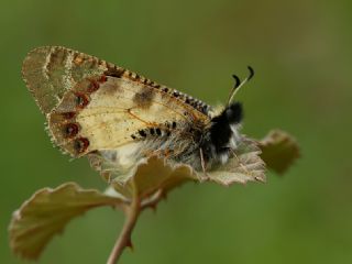 Yalanc Apollo (Archon apollinus)