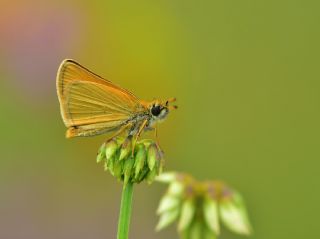 Siyah Antenli Zpzp (Thymelicus lineolus)