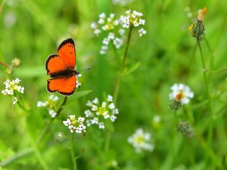 Osmanl Atei (Lycaena ottomanus)