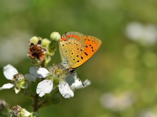 Osmanl Atei (Lycaena ottomanus)