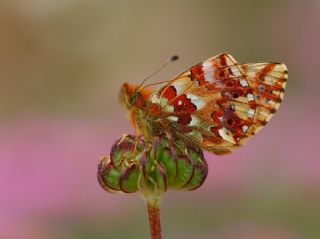 Balkan Meneke Kelebei (Boloria graeca)