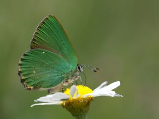 Zmrt (Callophrys rubi)