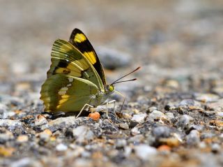 ehzade (Euapatura mirza)