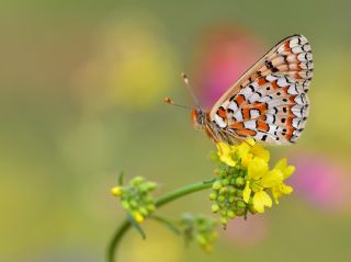 Gzel Nazuum (Euphydryas orientalis)