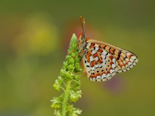 Gzel Nazuum (Euphydryas orientalis)