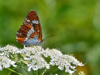 Hanmeli Kelebei (Limenitis camilla)