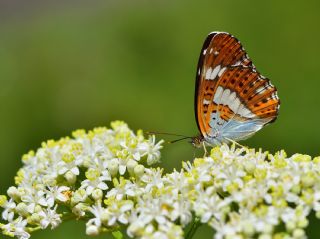 Hanmeli Kelebei (Limenitis camilla)