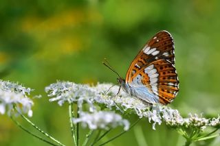 Hanmeli Kelebei (Limenitis camilla)