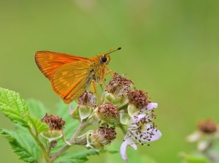 Orman Zpzp (Ochlodes sylvanus)