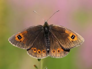 Harem Gzelesmeri (Erebia ottomana)