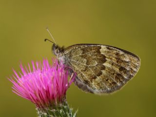 Harem Gzelesmeri (Erebia ottomana)