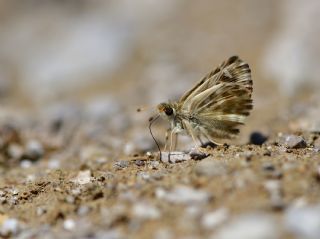 Cezayir Z�pz�p�&nbsp;(Carcharodus&nbsp;stauderi)