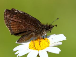 Kara Zpzp (Erynnis marloyi)