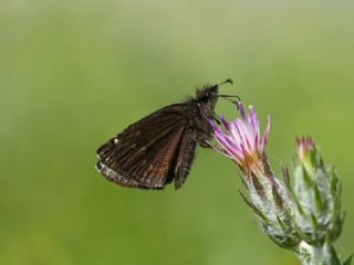 Kara Zpzp (Erynnis marloyi)